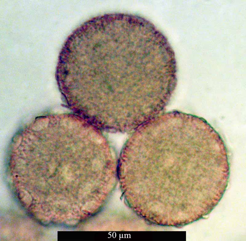 Silene conica #49038