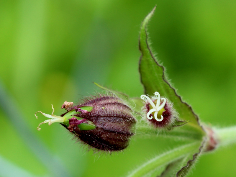 Silene dioica (L.) Clairv., 1811 - Compagnon rouge #76251