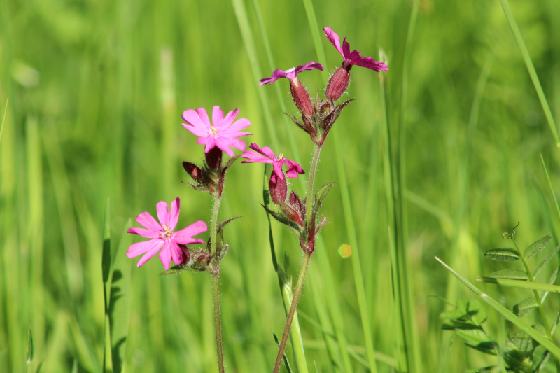 Silene dioica (L.) Clairv., 1811 #76235