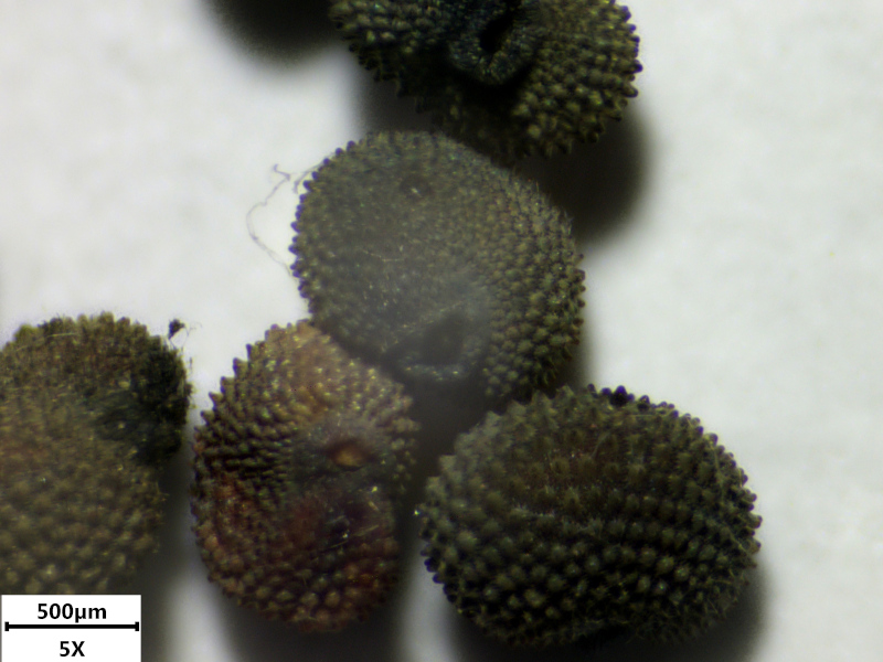 Silene dioica (L.) Clairv., 1811 #76233