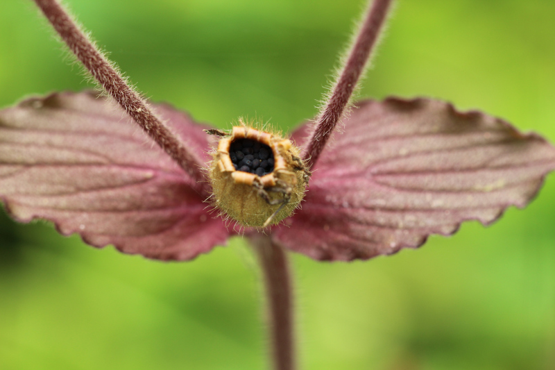 Silene dioica (L.) Clairv., 1811 - Compagnon rouge #76256