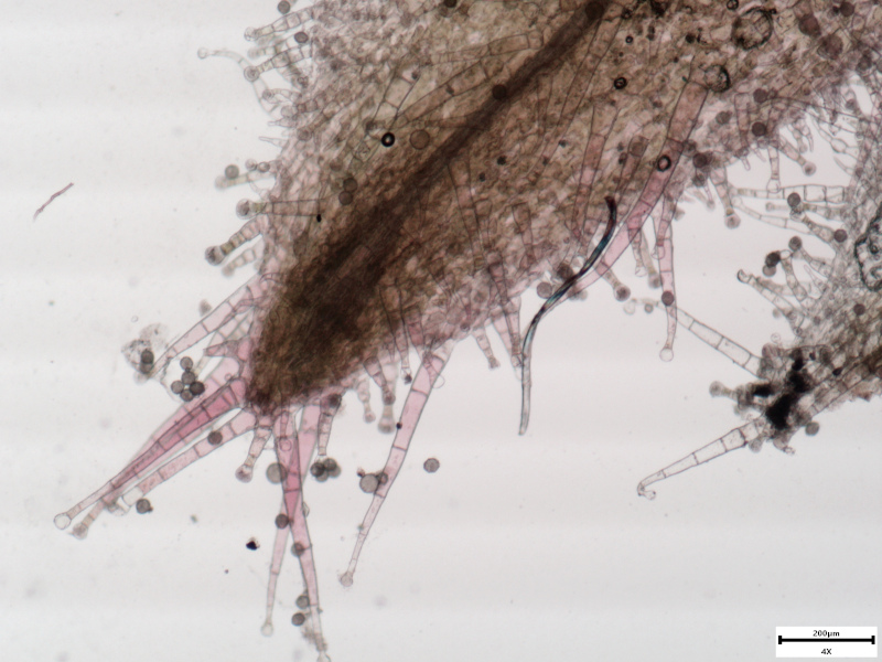 Silene dioica (L.) Clairv., 1811 - Compagnon rouge #76254