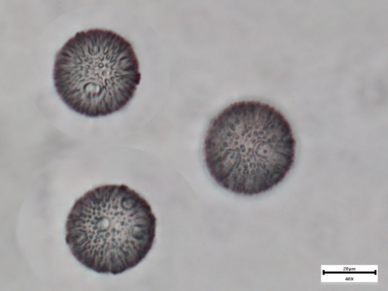 Silene dioica (L.) Clairv., 1811 #76236