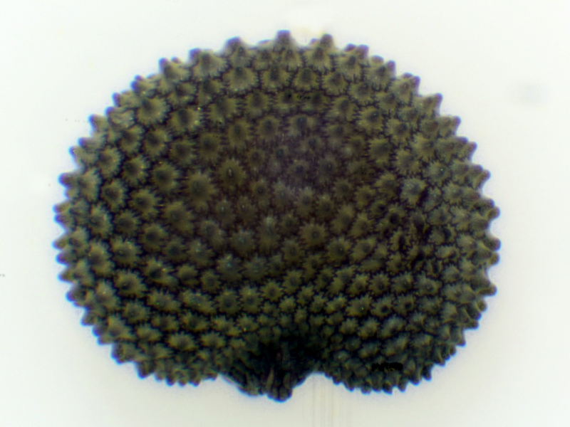 Silene dioica (L.) Clairv., 1811 #76234