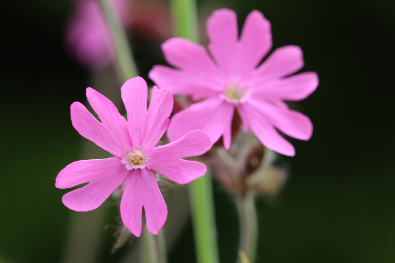 Silene dioica (L.) Clairv., 1811 - Compagnon rouge #76248