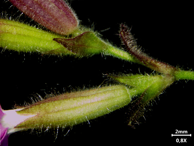 Silene dioica (L.) Clairv., 1811 - Compagnon rouge #76245