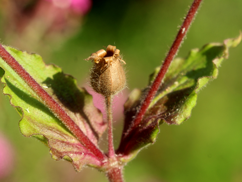 Silene dioica (L.) Clairv., 1811 #76231