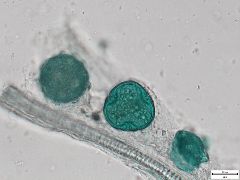 Silene dioica (L.) Clairv., 1811 #76238