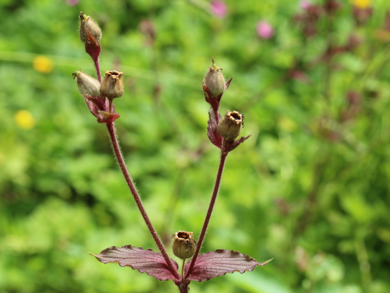 Silene dioica (L.) Clairv., 1811 - Compagnon rouge #76255