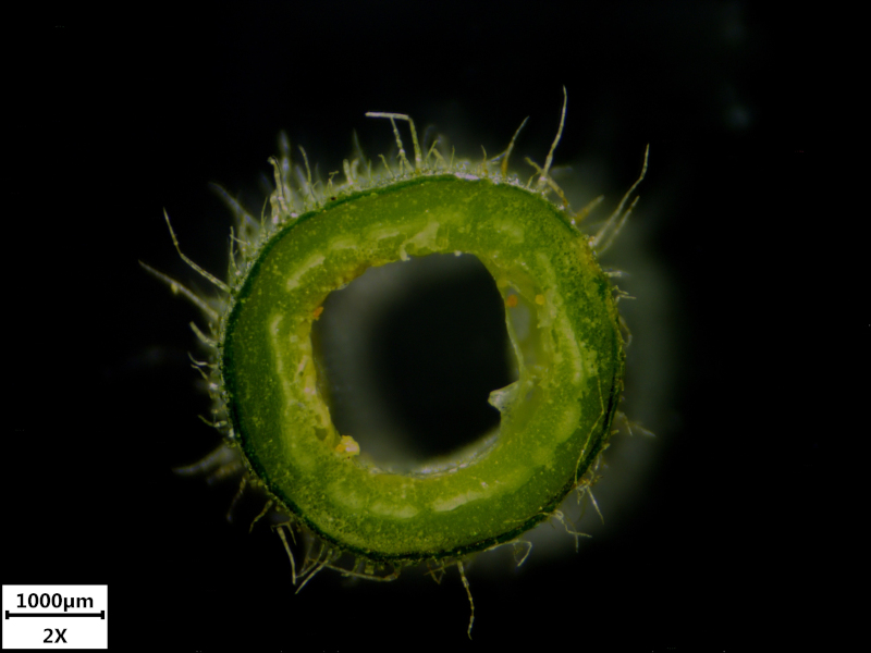 Silene dioica (L.) Clairv., 1811 - Compagnon rouge #76242