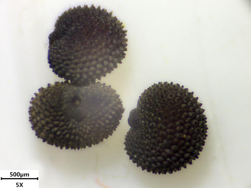 Silene dioica (L.) Clairv., 1811 #76232