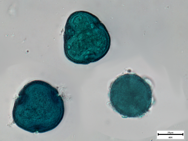 Silene dioica (L.) Clairv., 1811 #76237