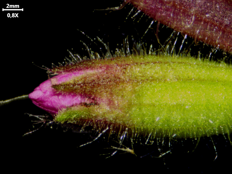Silene dioica (L.) Clairv., 1811 - Compagnon rouge #76246