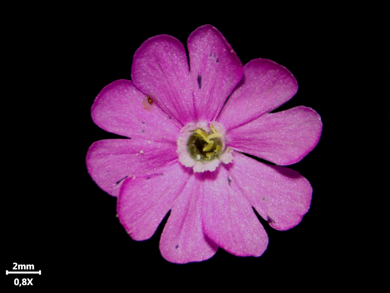 Silene dioica (L.) Clairv., 1811 - Compagnon rouge #76249