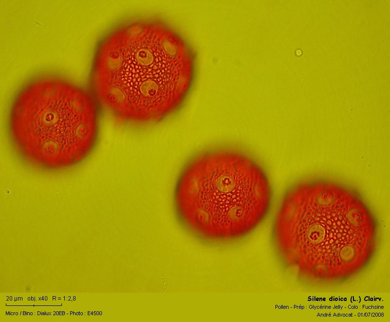 Silene dioica (L.) Clairv. (Le compagnon rouge) #4634