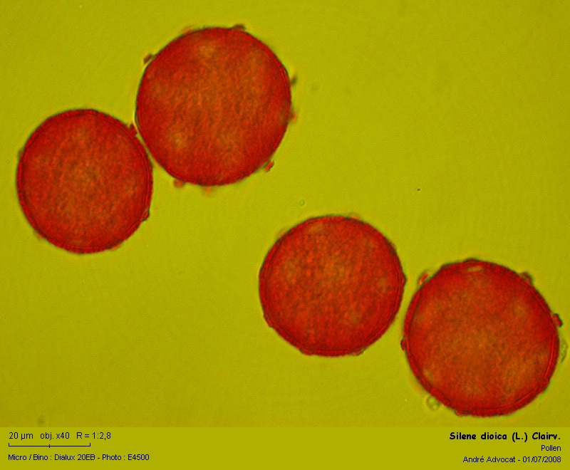 Silene dioica (L.) Clairv. (Le compagnon rouge) #4635