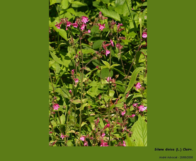 Silene dioica (L.) Clairv. (Le compagnon rouge) #4632