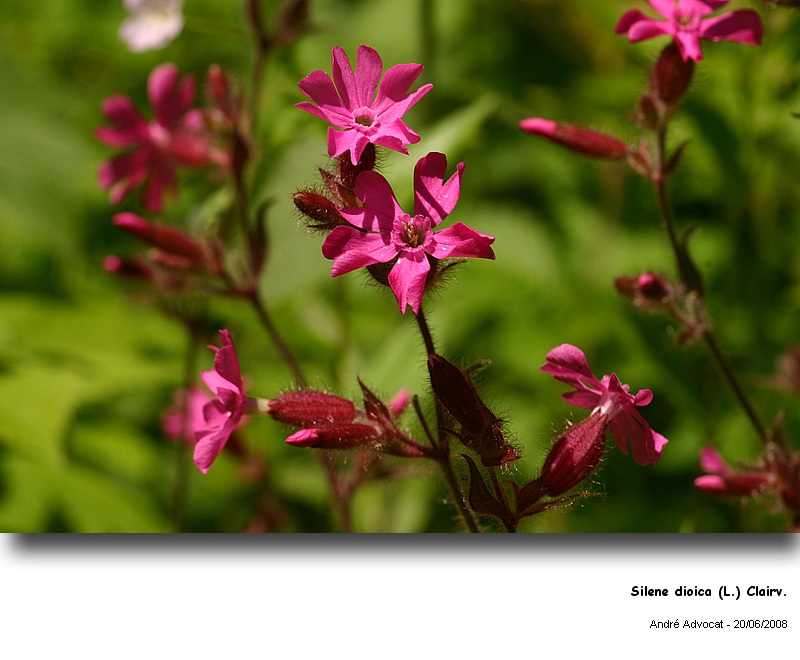 Silene dioica (L.) Clairv. (Le compagnon rouge) #4633