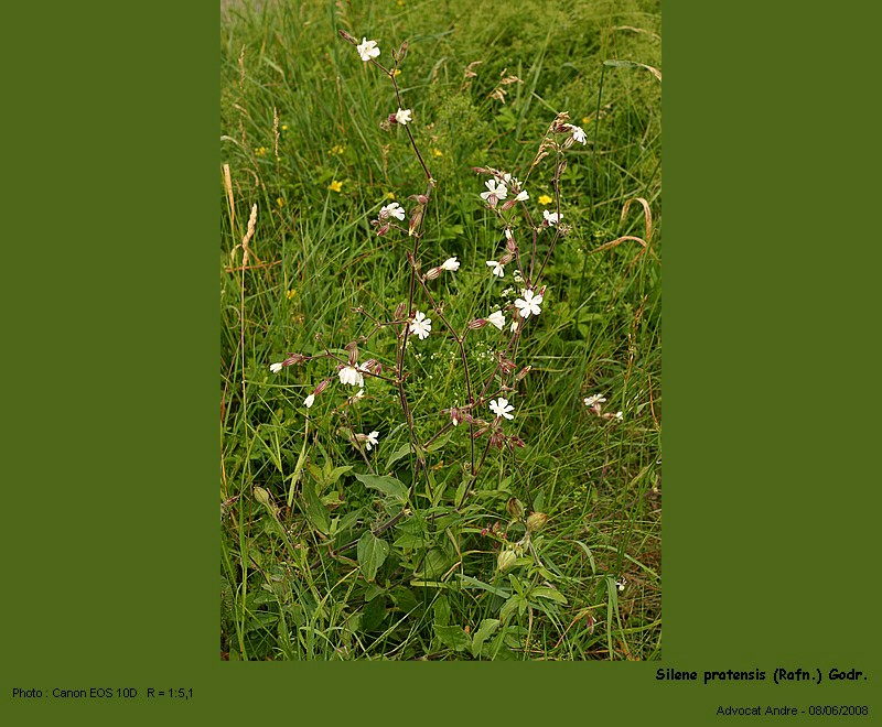 Silene pratensis (Rafn.) Godr. (Compagnon blanc) #4348