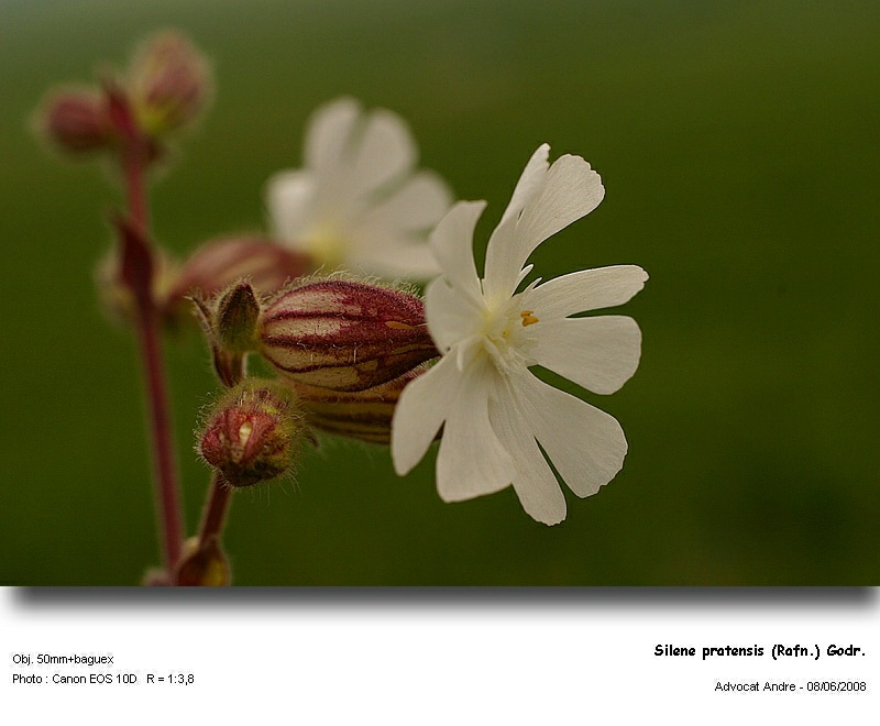 Silene pratensis (Rafn.) Godr. (Compagnon blanc) #4349
