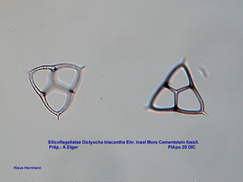 Silicoflagellatae: Dictyocha triacantha Ehrenberg #3828