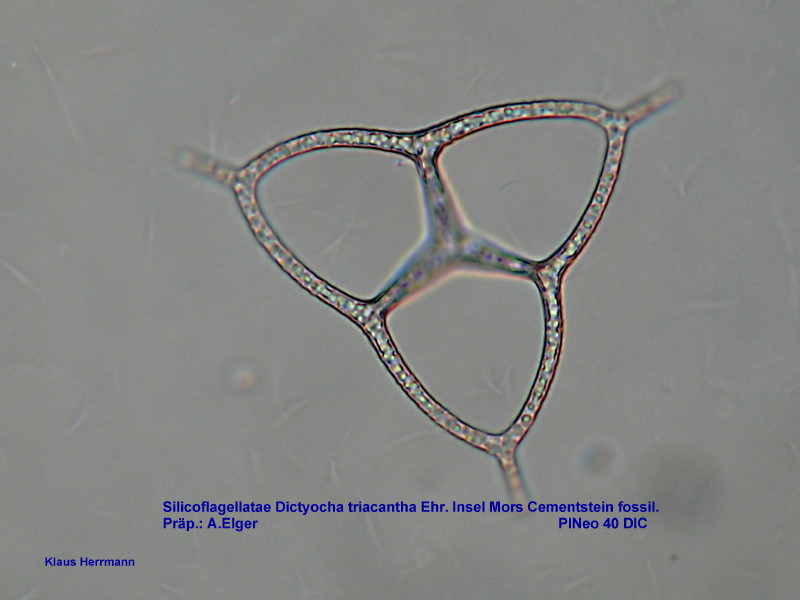 Silicoflagellatae: Dictyocha triacantha Ehrenberg #3829