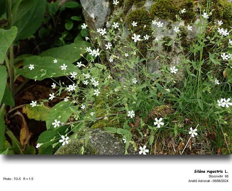 Silène rupestris L. #79059