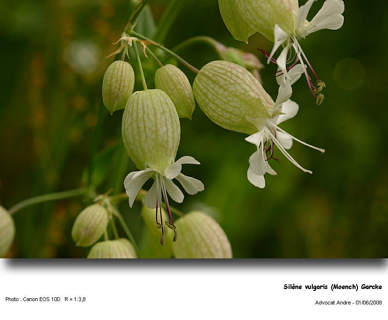 Silène vulgaris (Moench) Garcke (Silène enflée) #4279