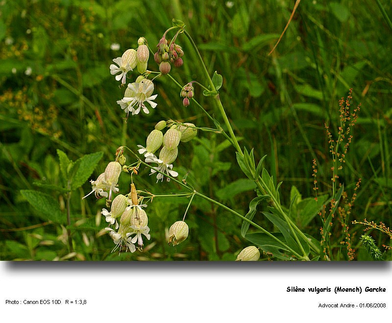Silène vulgaris (Moench) Garcke (Silène enflée) #4278