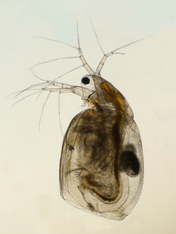Simocephalus vetulus #17687