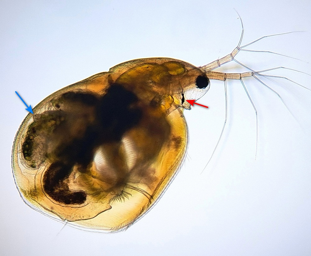 Simocephalus vetulus (Müller, 1776) #84926