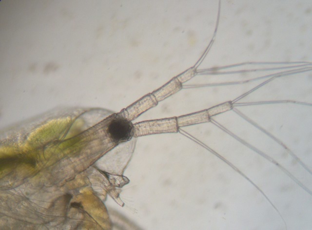 Simocephalus vetulus (O. F. Müller) - Daphnidae - Cladocères #2101