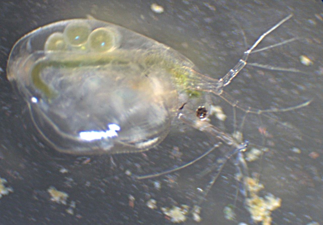 Simocephalus vetulus (O. F. Müller) - Daphnidae - Cladocères #2099