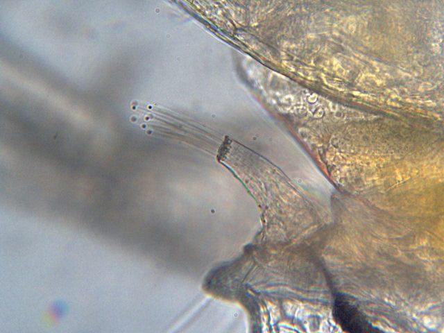 Simocephalus vetulus (O. F. Müller) - Daphnidae - Cladocères #2107