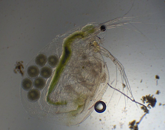 Simocephalus vetulus (O. F. Müller) - Daphnidae - Cladocères #2100