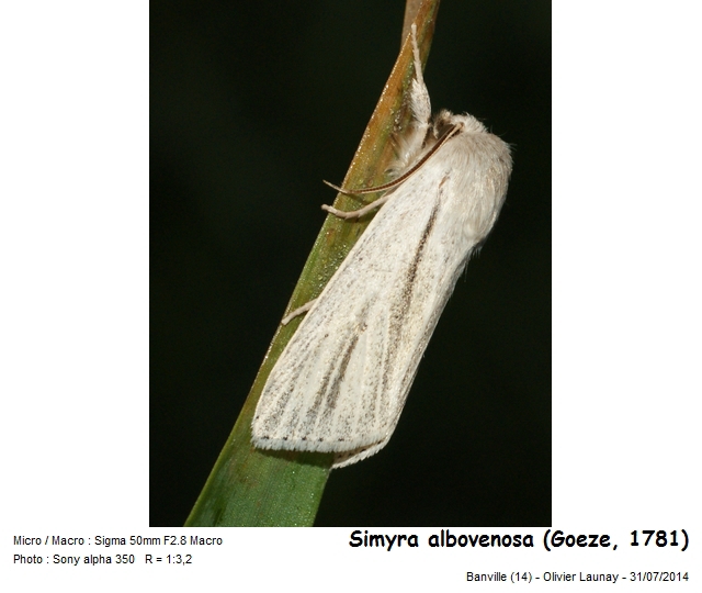 Simyra albovenosa (Goeze, 1781) - La Noctuelle veineuse #43744