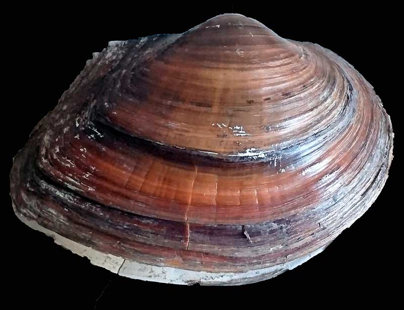 Sinanodonta woodiana #43129
