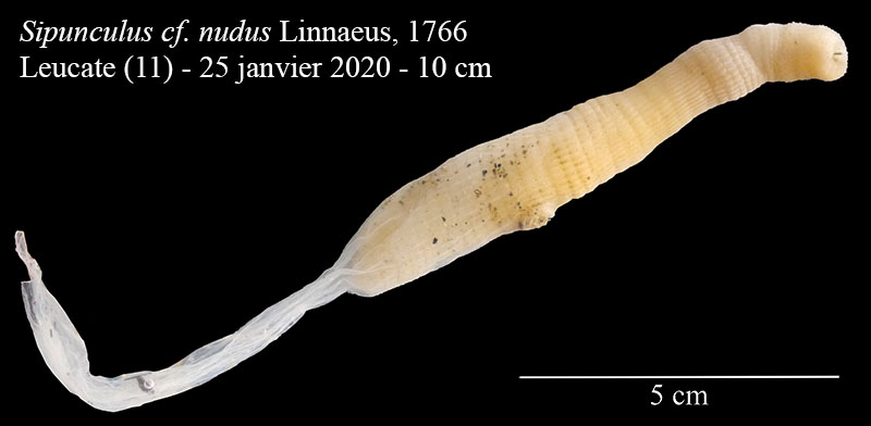 Sipunculus cf. nudus #61683