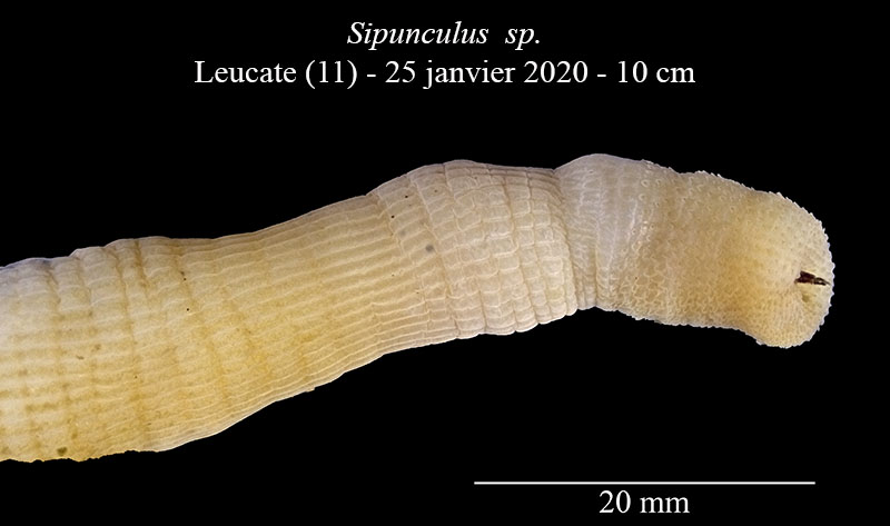 Sipunculus cf. nudus #61684