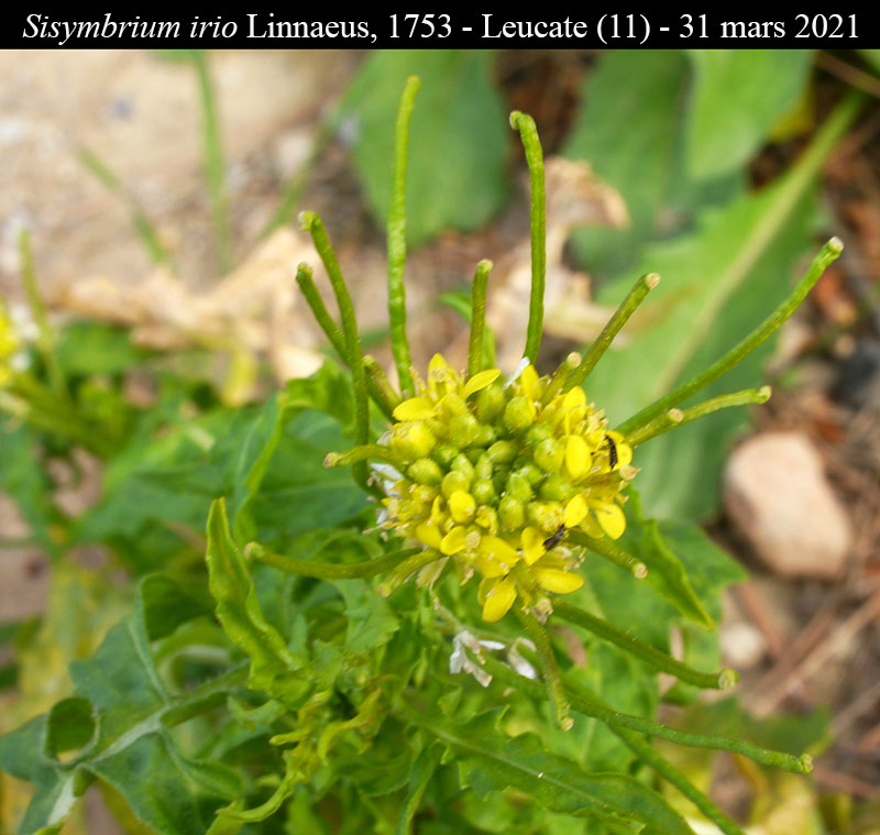 Sisymbrium irio #66313