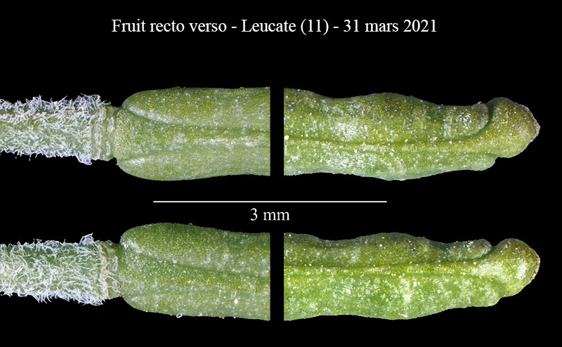 Sisymbrium irio #66312
