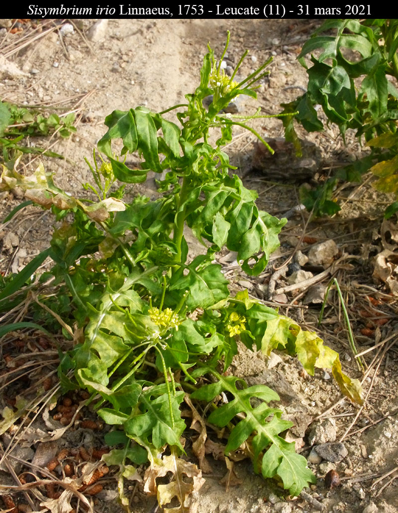 Sisymbrium irio #66308