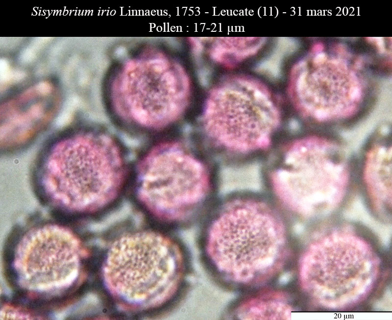Sisymbrium irio #66315