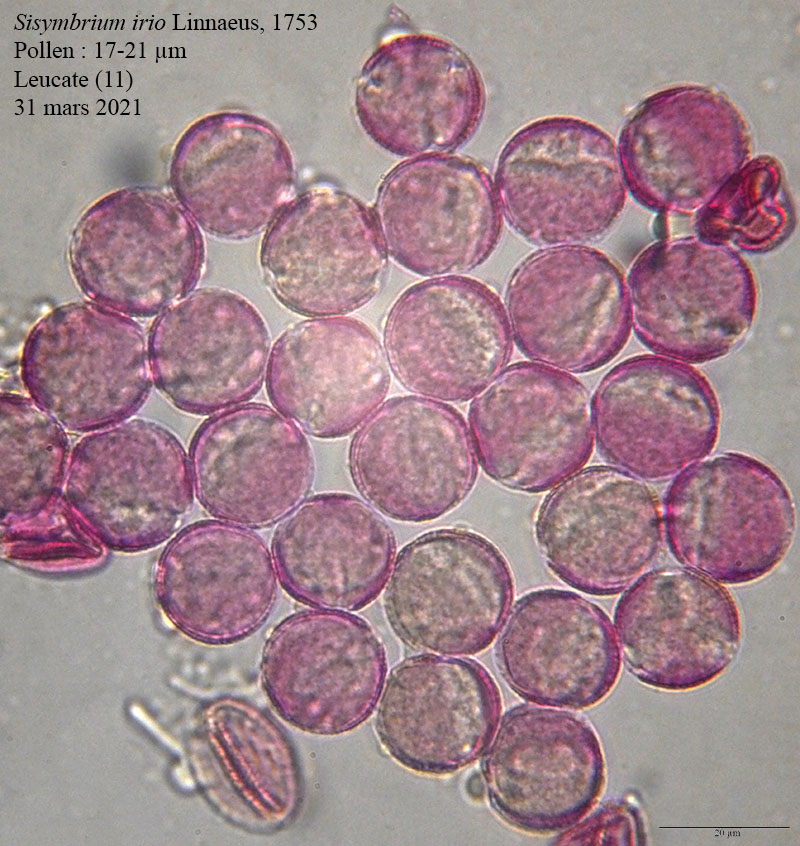 Sisymbrium irio #66314