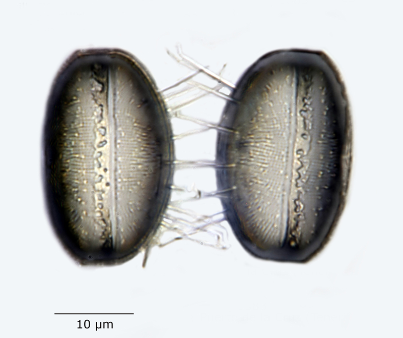 Skeletonema penicillus #60373