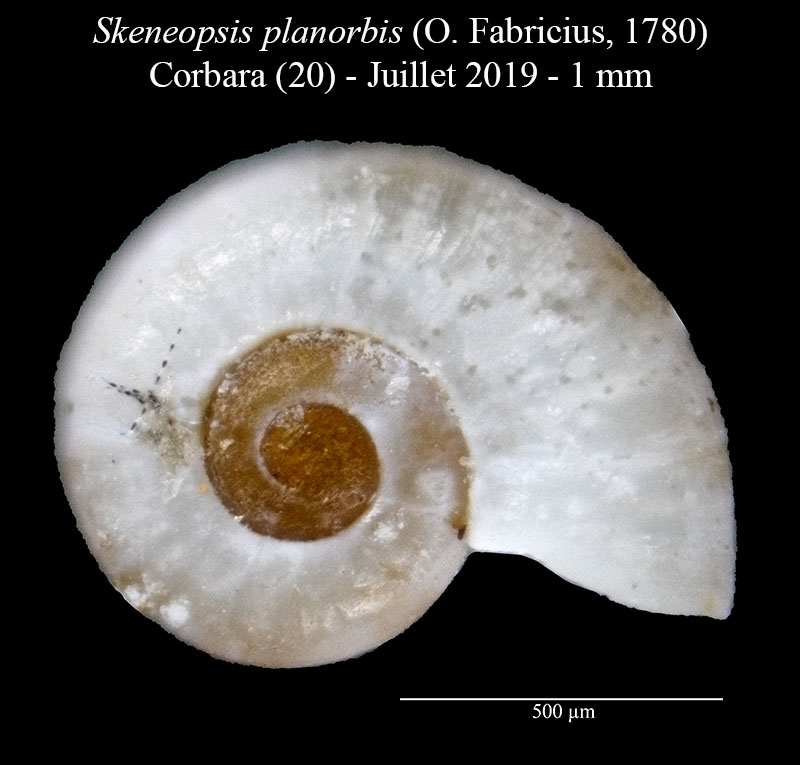 Skeneopsis planorbis #60707
