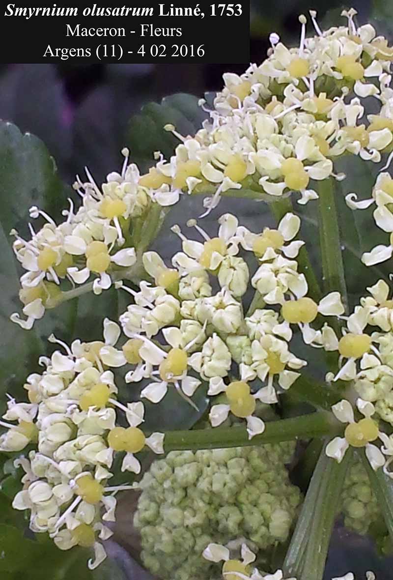 Smyrnium olusatrum #43726