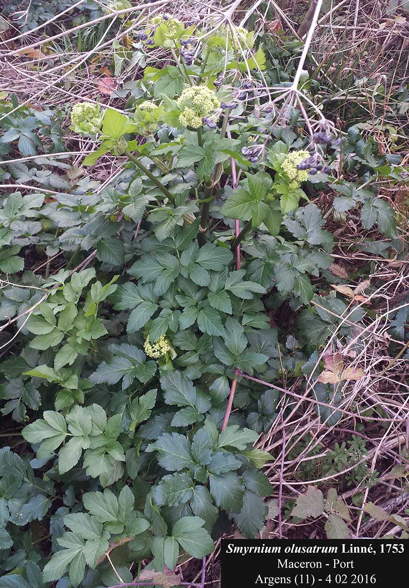 Smyrnium olusatrum #43725