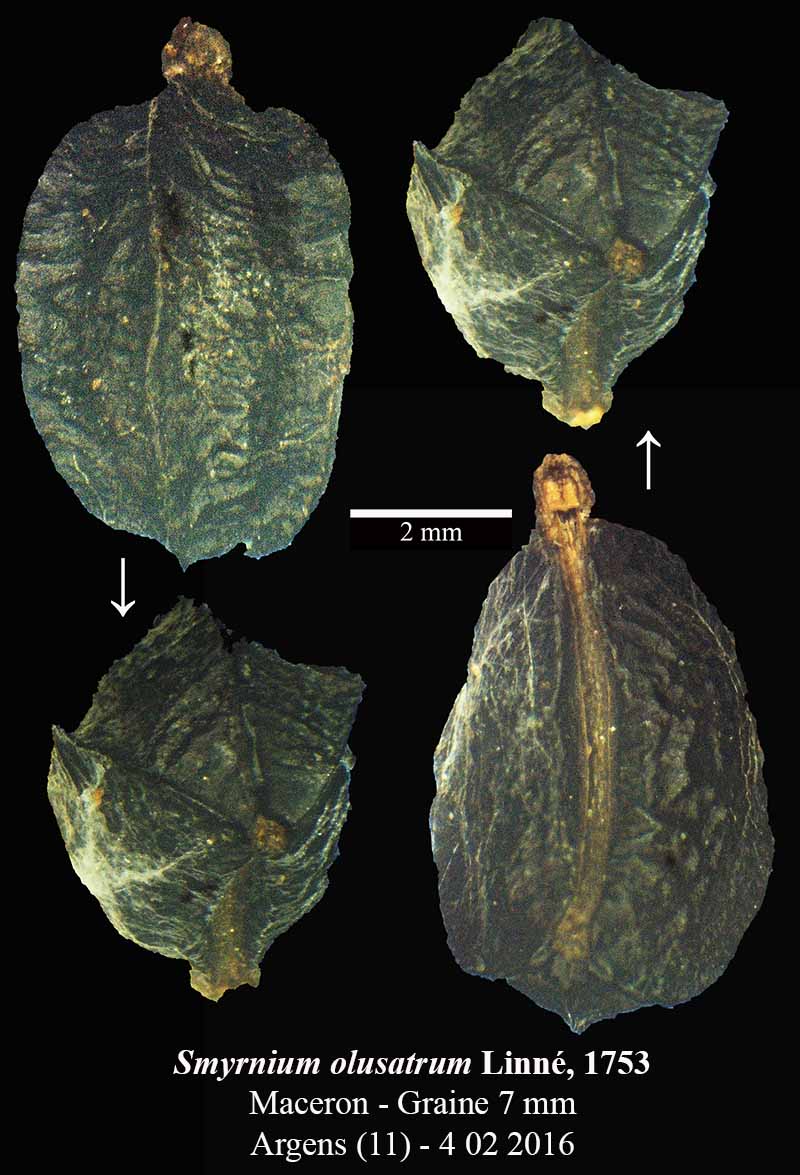 Smyrnium olusatrum #43728