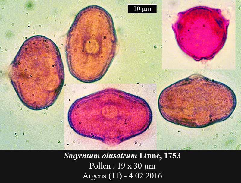 Smyrnium olusatrum #43727